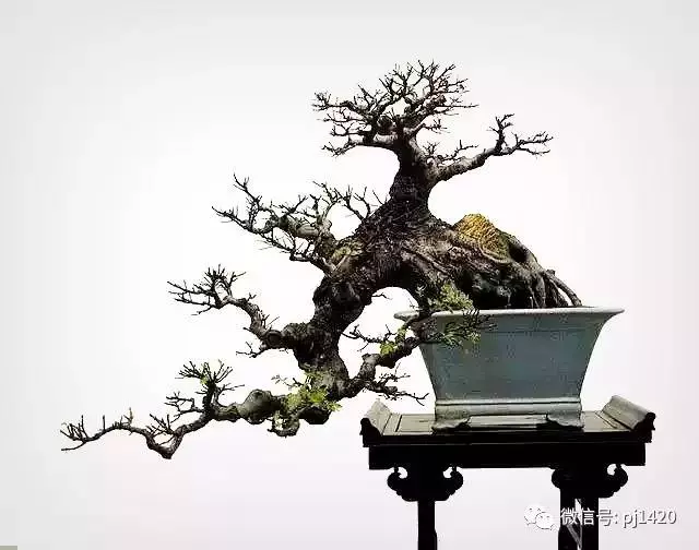 嶺南造型技法的秘訣原來在這!