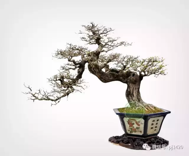 嶺南造型技法的秘訣原來在這!