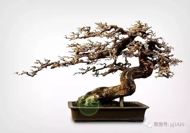 嶺南造型技法的秘訣原來在這!