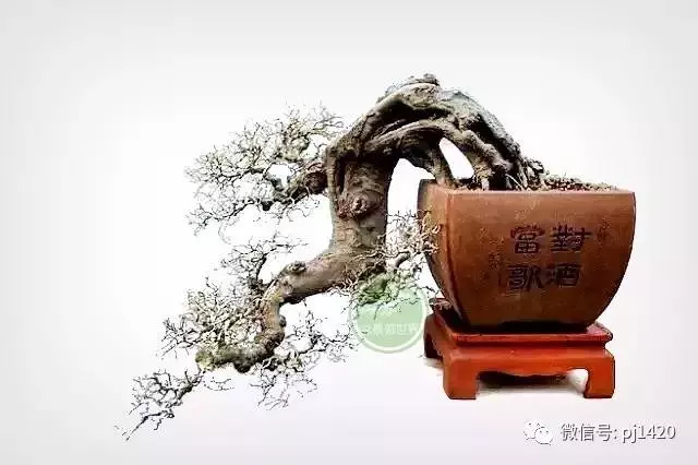 嶺南造型技法的秘訣原來在這!