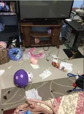 三個超級實用訓狗方法,兩周還你一隻乖狗狗