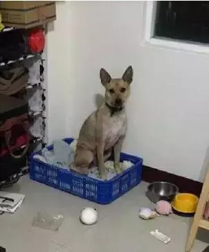 三個超級實用訓狗方法,兩周還你一隻乖狗狗