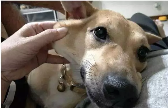 三個超級實用訓狗方法,兩周還你一隻乖狗狗
