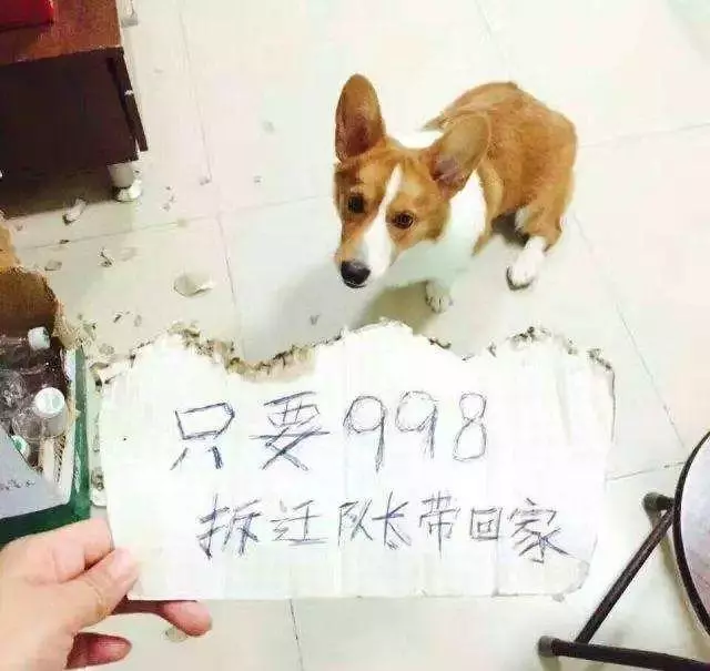 三個超級實用訓狗方法,兩周還你一隻乖狗狗