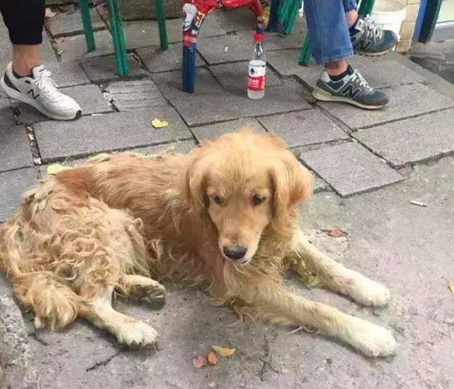 環衛阿姨救治流浪金毛,狗狗痊癒後不肯走,陪阿姨一起掃大街