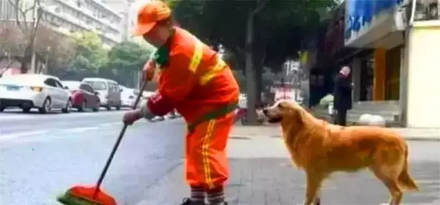 環衛阿姨救治流浪金毛,狗狗痊癒後不肯走,陪阿姨一起掃大街