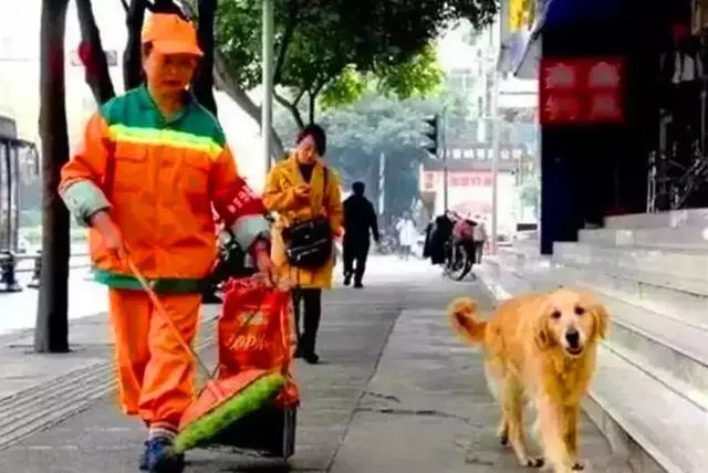 環衛阿姨救治流浪金毛,狗狗痊癒後不肯走,陪阿姨一起掃大街