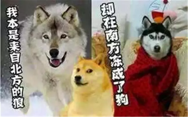 冬季貓咪易感冒,寵物保暖有三策,讓喵星人受凍無恙