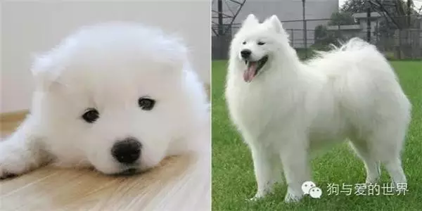 10張狗狗小時候和長大後的對比照,哈士奇簡直萌到爆炸