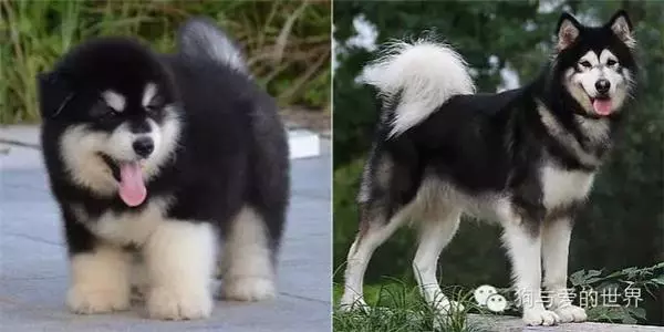 10張狗狗小時候和長大後的對比照,哈士奇簡直萌到爆炸