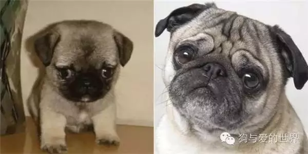10張狗狗小時候和長大後的對比照,哈士奇簡直萌到爆炸