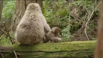 這麼皮是誰生的啊? 14張讓「動物爸媽好頭疼」的小屁孩