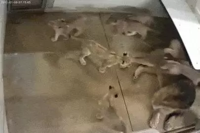 這麼皮是誰生的啊? 14張讓「動物爸媽好頭疼」的小屁孩