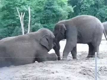 這麼皮是誰生的啊? 14張讓「動物爸媽好頭疼」的小屁孩