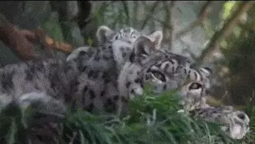 這麼皮是誰生的啊? 14張讓「動物爸媽好頭疼」的小屁孩