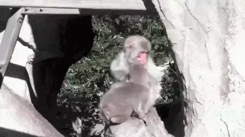 這麼皮是誰生的啊? 14張讓「動物爸媽好頭疼」的小屁孩
