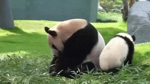 這麼皮是誰生的啊? 14張讓「動物爸媽好頭疼」的小屁孩