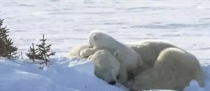 這麼皮是誰生的啊? 14張讓「動物爸媽好頭疼」的小屁孩