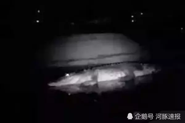 夜晚釣魚被一群鱷魚包圍還不懂！手電筒一照百雙綠眼拚命逃，差點進鱷魚嘴巴！內有視頻！