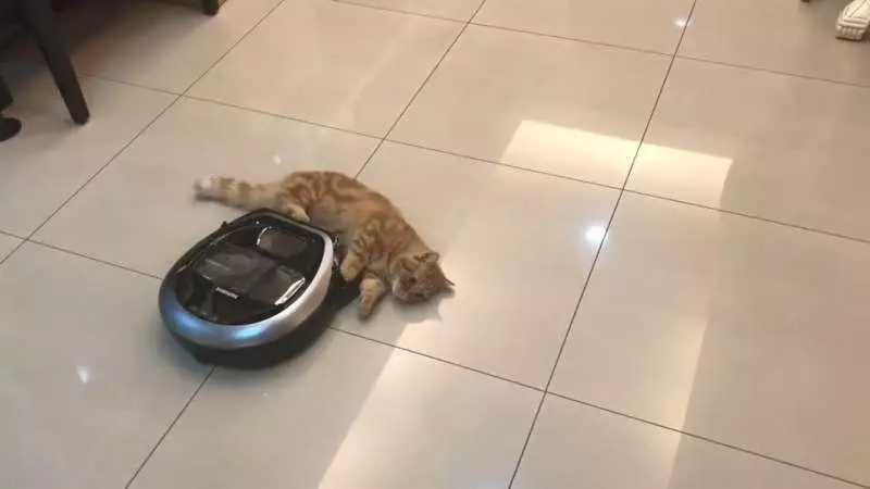 【影片】喵星人不給過「一直擋掃地機器人」 馬麻大笑:Over my cat body