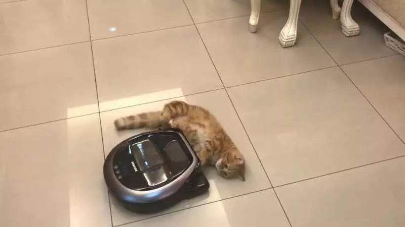 【影片】喵星人不給過「一直擋掃地機器人」 馬麻大笑:Over my cat body