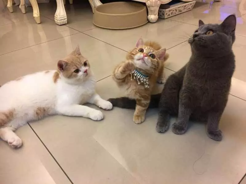 【影片】喵星人不給過「一直擋掃地機器人」 馬麻大笑:Over my cat body