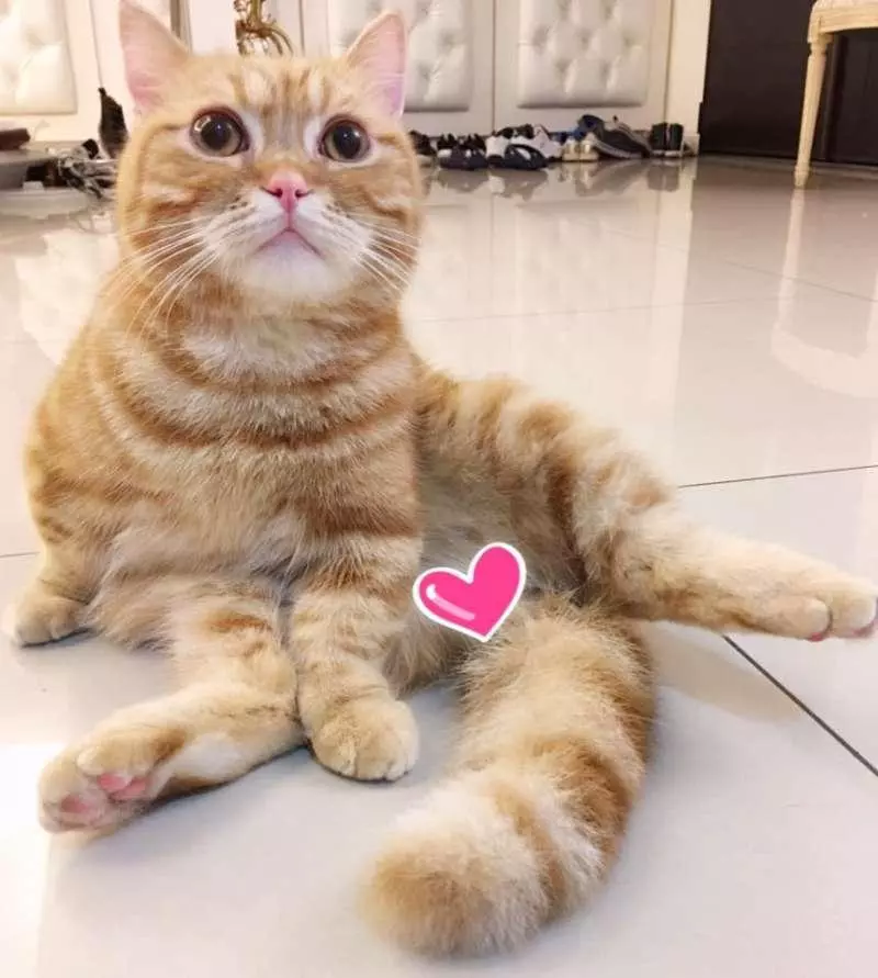【影片】喵星人不給過「一直擋掃地機器人」 馬麻大笑:Over my cat body