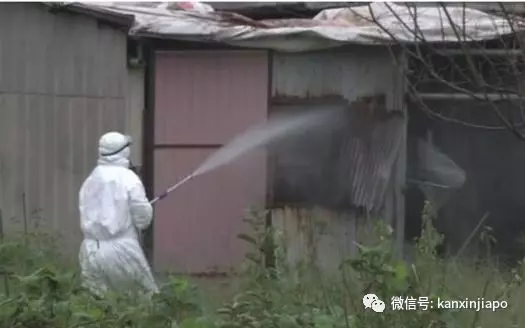 ( 吃豬肉的朋友注意 ) 新加坡出現豬瘟了?這兩個地方的豬肉不能吃!