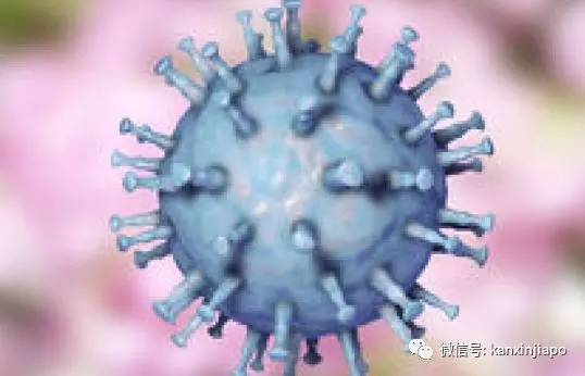 ( 吃豬肉的朋友注意 ) 新加坡出現豬瘟了?這兩個地方的豬肉不能吃!