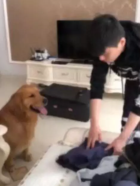 主人外出打工不能帶狗,金金偷偷收拾行李追上主人,金毛:跟你在一起是我最大幸福!