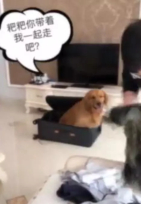 主人外出打工不能帶狗,金金偷偷收拾行李追上主人,金毛:跟你在一起是我最大幸福!