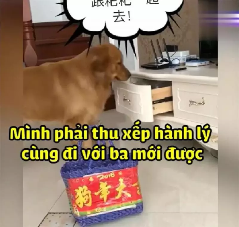 主人外出打工不能帶狗,金金偷偷收拾行李追上主人,金毛:跟你在一起是我最大幸福!