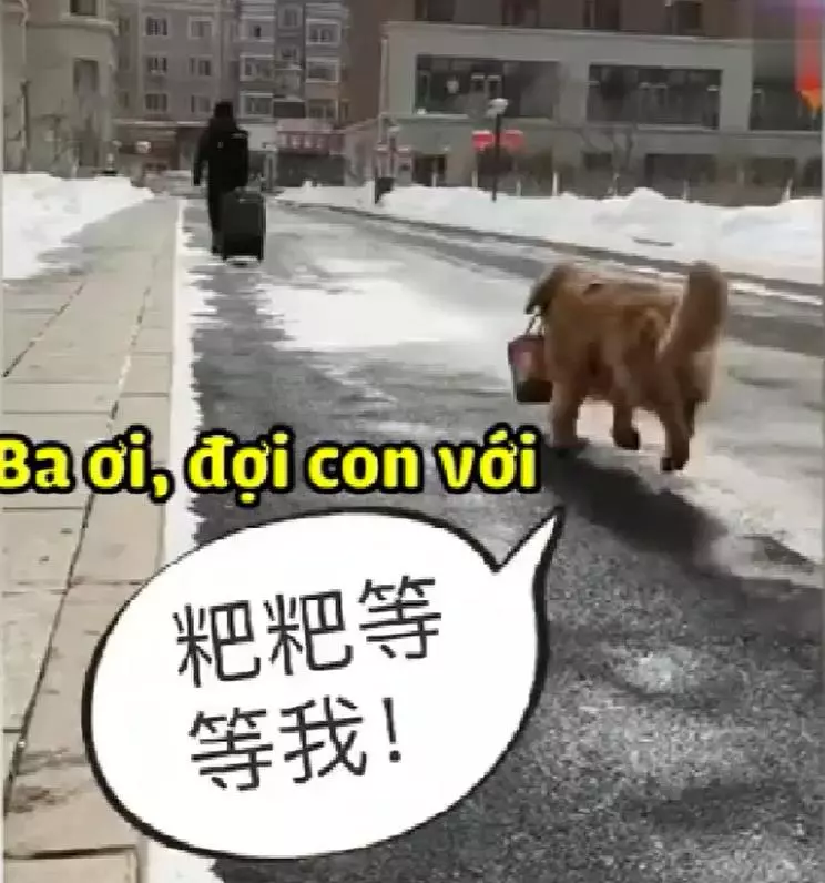 主人外出打工不能帶狗,金金偷偷收拾行李追上主人,金毛:跟你在一起是我最大幸福!