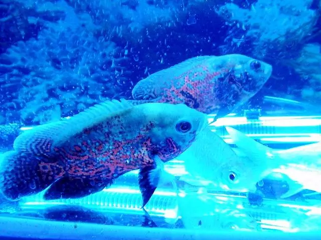 暗物質占宇宙96%,人類為何感知不到它的存在?這個比喻十分形象