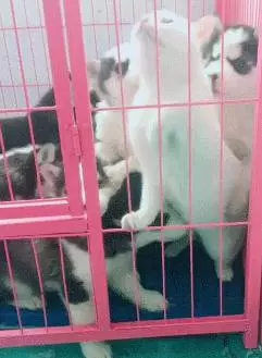 衰貓誤入狗籠瞬間被7隻二哈一擁而上狂親不停,貓絕望:快來救我