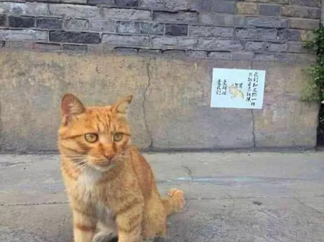 景區的橘貓太兇沒人領養,工作人員貼出告示,網友:好人有好報!