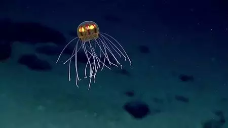 世上最老鯊魚!「400歲格陵蘭鯊」巨大體型堪比移動礁岩