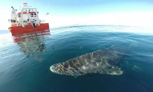 世上最老鯊魚!「400歲格陵蘭鯊」巨大體型堪比移動礁岩