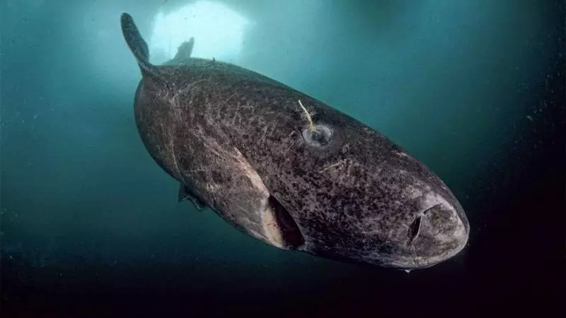 世上最老鯊魚!「400歲格陵蘭鯊」巨大體型堪比移動礁岩