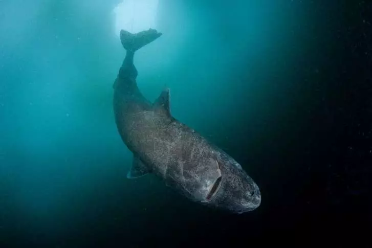世上最老鯊魚!「400歲格陵蘭鯊」巨大體型堪比移動礁岩