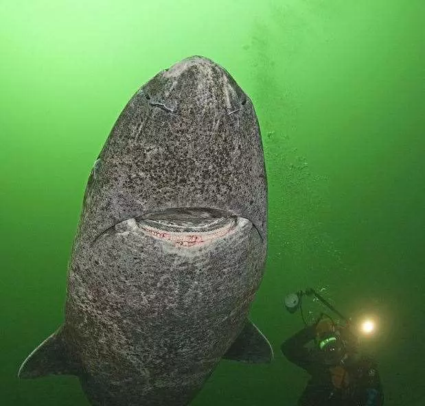 世上最老鯊魚!「400歲格陵蘭鯊」巨大體型堪比移動礁岩