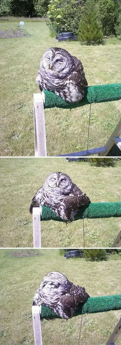 除了液體貓還有液體鳥 20張「突然就變麻糬」的超萌生物