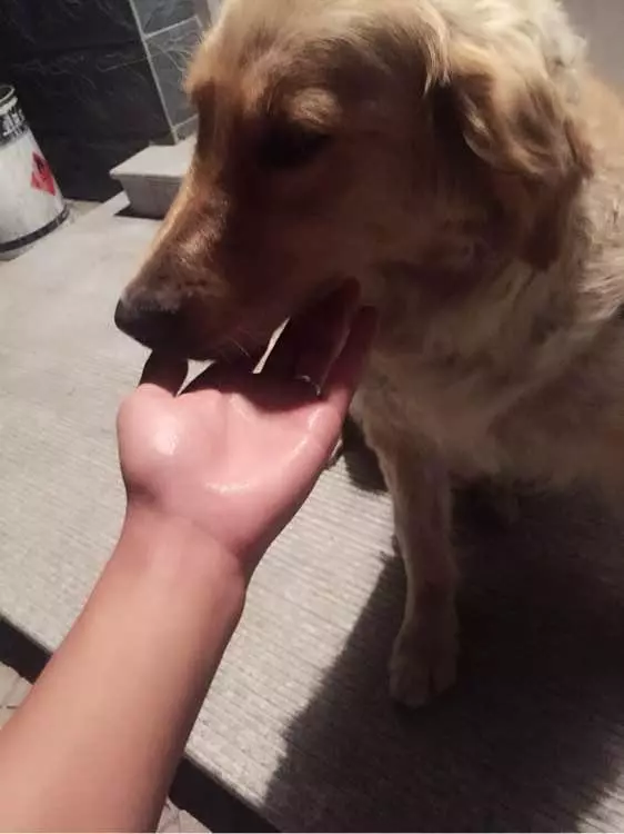 流浪狗被人喂了食物,浪汪竟然感動哭了:我會做一隻乖巧狗狗的!