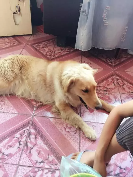 流浪狗被人喂了食物,浪汪竟然感動哭了:我會做一隻乖巧狗狗的!
