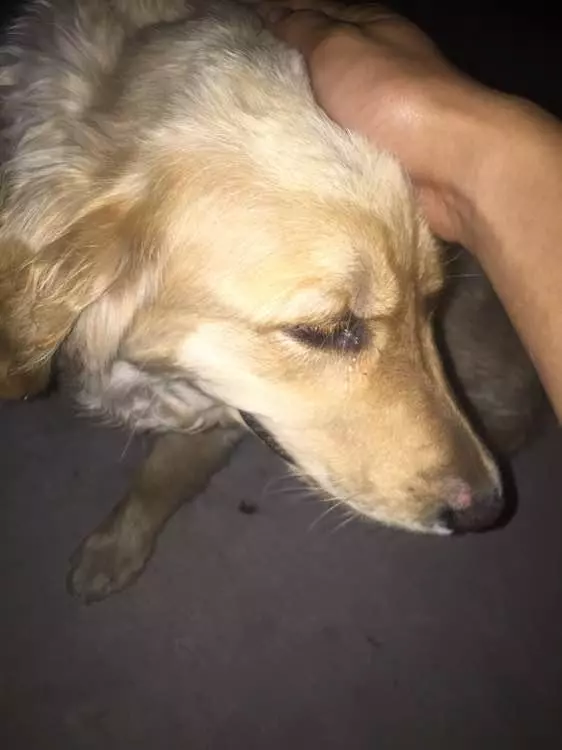 流浪狗被人喂了食物,浪汪竟然感動哭了:我會做一隻乖巧狗狗的!