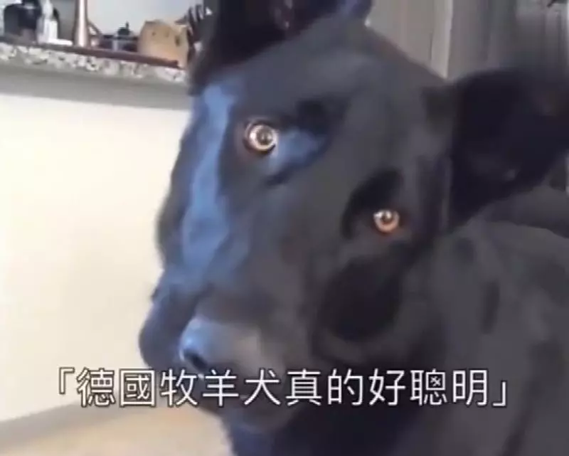 小主人看到貓咪大哭!忠犬丟掉玩玩具去察看,有愛!網:我也跟著哭了!