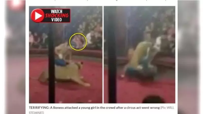 馬戲團獅子突憤怒暴衝 觀眾席4歲女童慘遭咬頭!