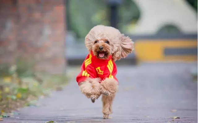 如果你喜歡「泰迪犬」,我想你應該知道這5點
