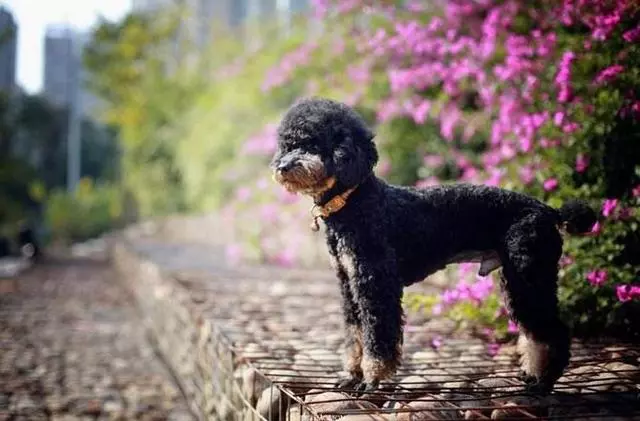 如果你喜歡「泰迪犬」,我想你應該知道這5點