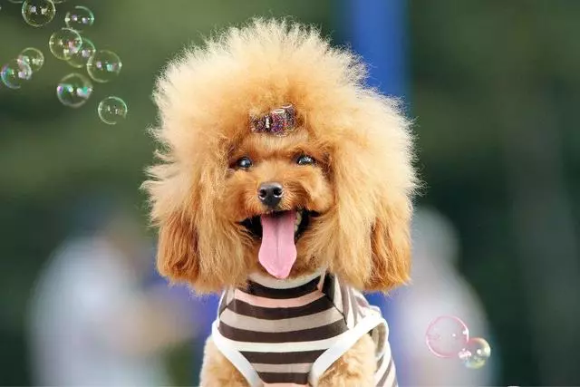 如果你喜歡「泰迪犬」,我想你應該知道這5點